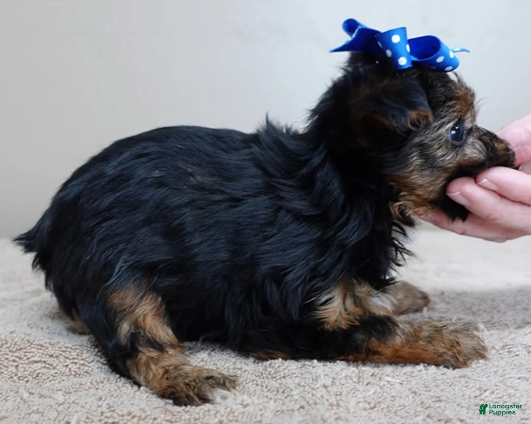 Yorkshire Terrier dogs for sale: Cairo black face - Ad 5