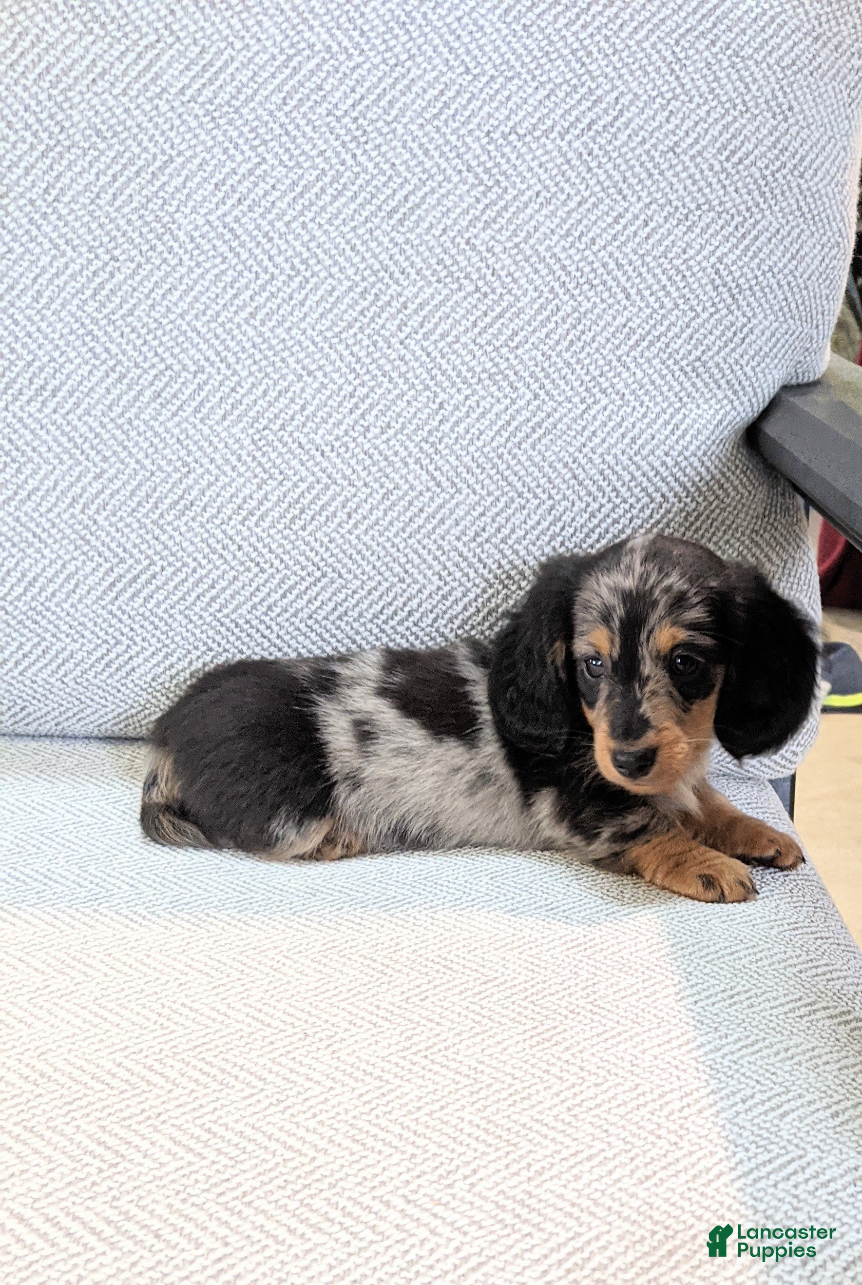 Miniature Dachshund dogs Frankie  - Ad 2
