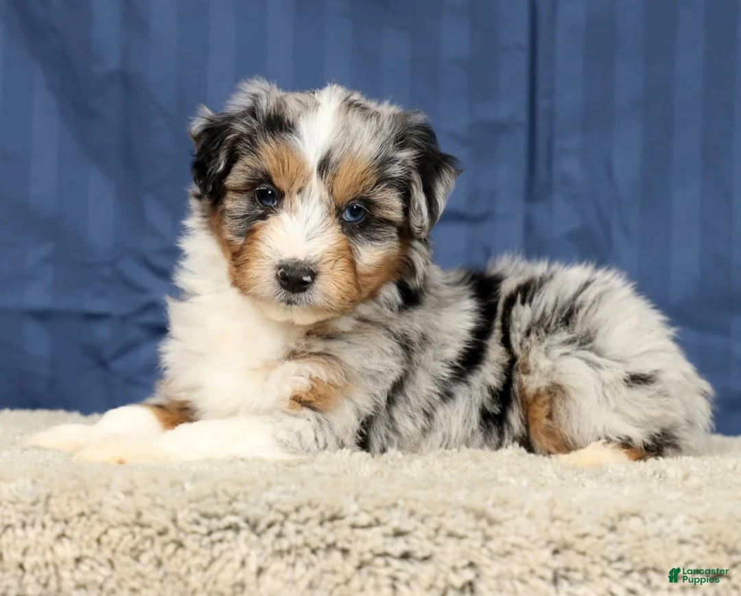 Mini Aussiedoodle dogs for sale: Artie - Ad 2