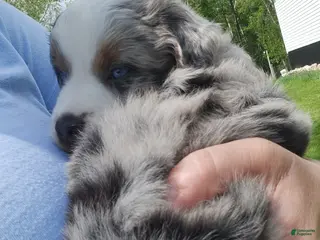 Miniature Australian Shepherd dogs Miniature Australian Shepherd Puppy 4 - Ad 4