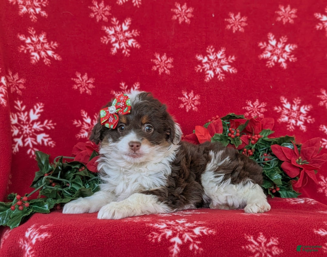 Mixed Breed dogs for sale: Brittney - Ad 4