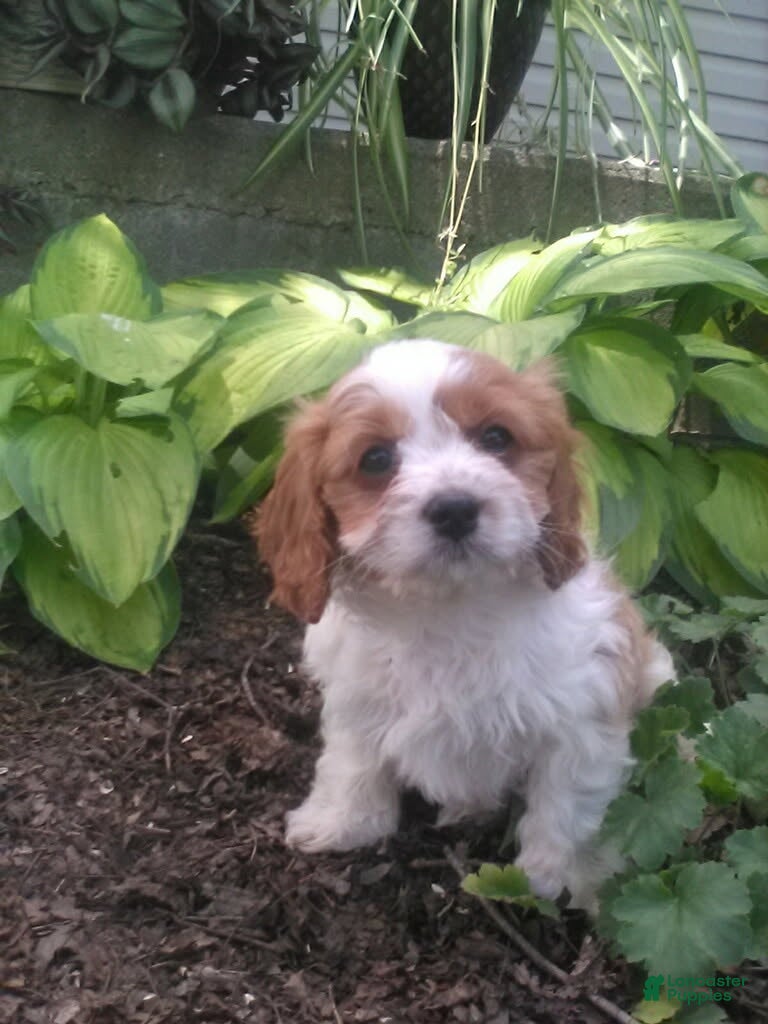 Cavapoo dogs Dixie - Ad 1