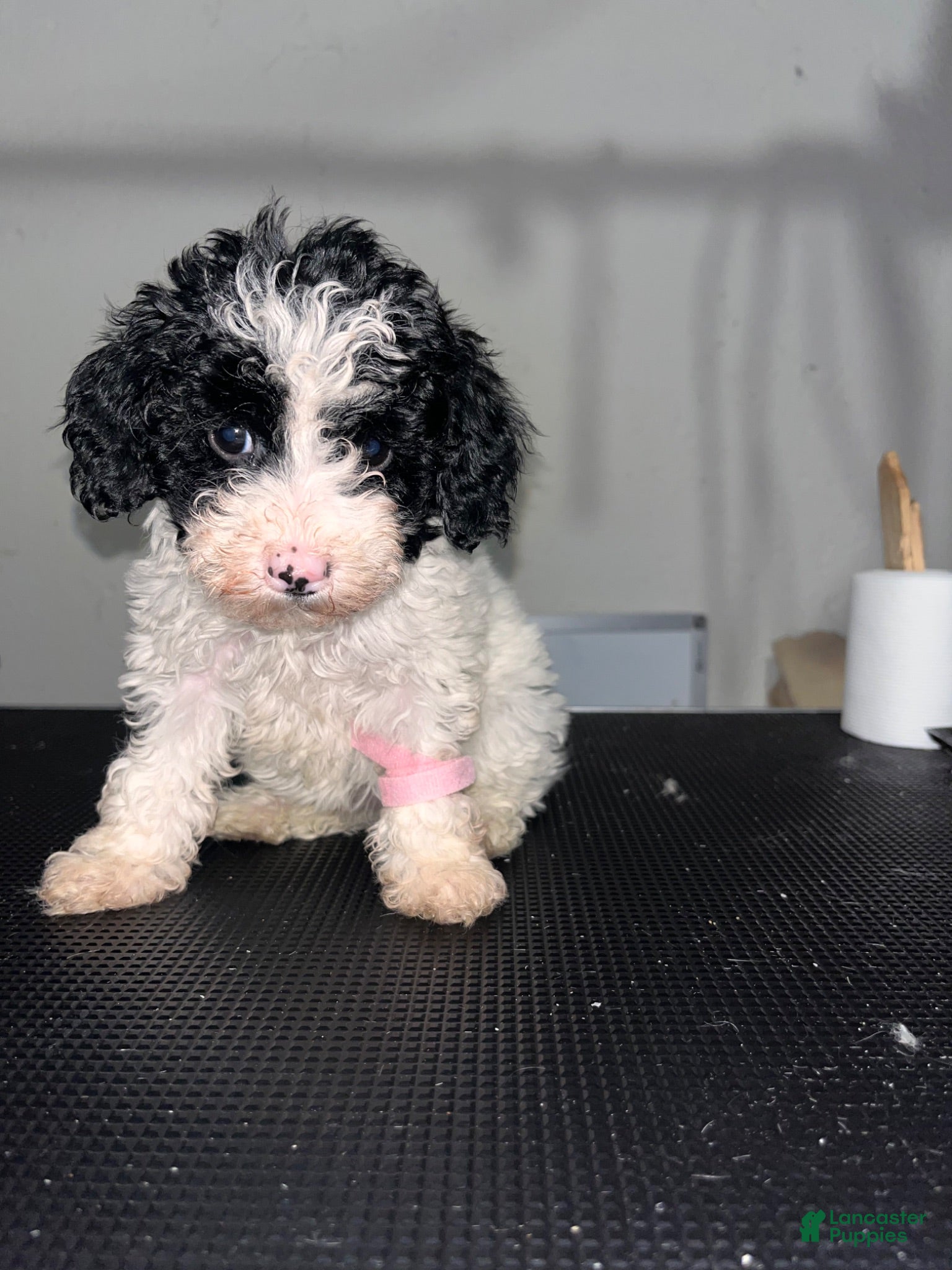 Miniature Poodle dogs Lil - Ad 1