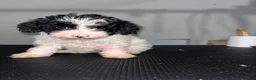 Miniature Poodle dogs for sale: Lil - Ad 1