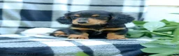 Miniature Dachshund dogs for sale: Cooper - Ad 4