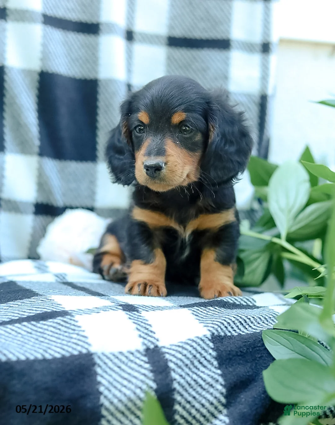 Miniature Dachshund dogs for sale: Cooper - Ad 4