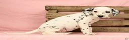 Dalmatian dogs for sale: Brittney - Ad 7