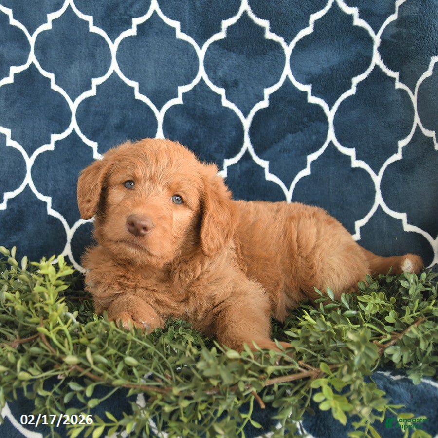 Labradoodle dogs Wickham  - Ad 2