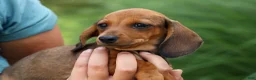 Miniature Dachshund dogs for sale: Sweet Pea 🎀 - Ad 15