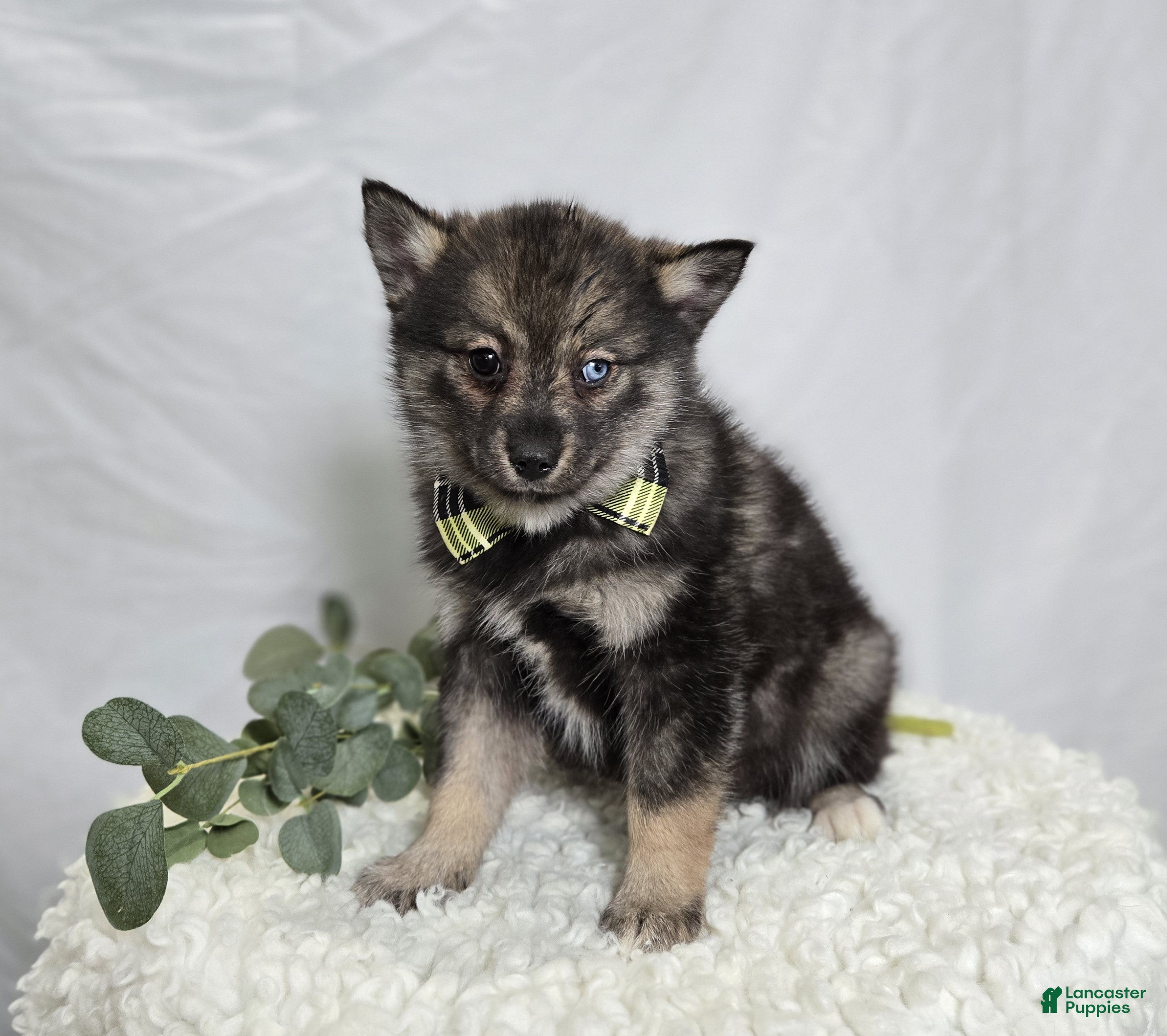 Pomsky dogs Steward - Ad 1