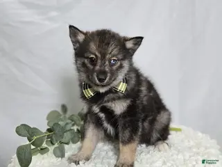 Pomsky dogs for sale: Steward - Ad 4