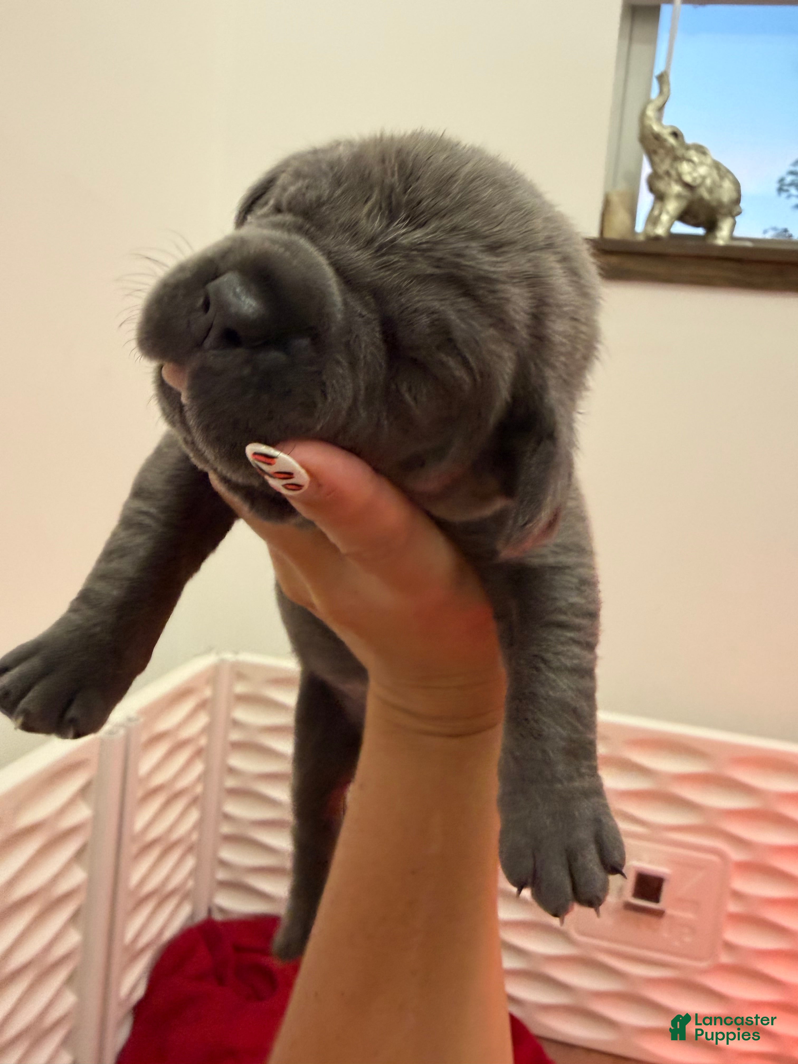 Cane Corso dogs Orange Collar-Meyer - Ad 2