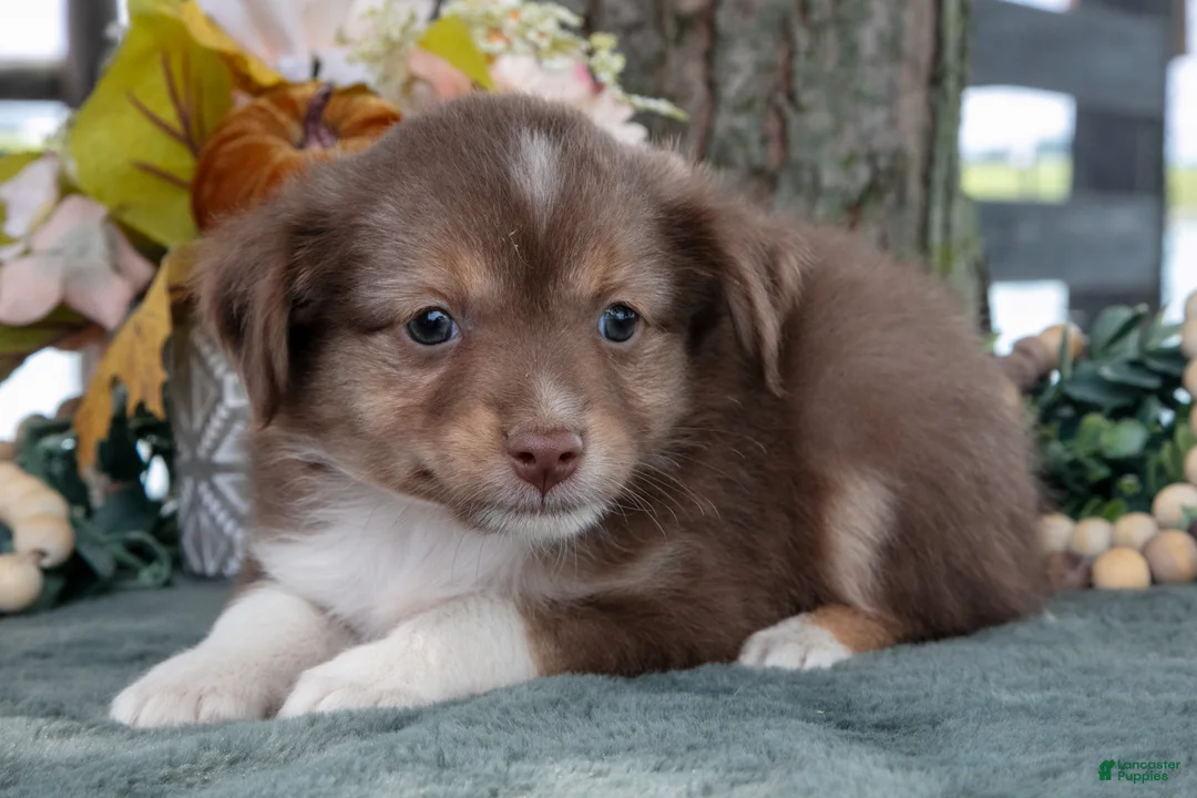 Toy Australian Shepherd dogs for sale: Wanda - Ad 3