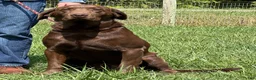 Labrador Retriever dogs for sale: Labrador Retriever 1 - Ad 4