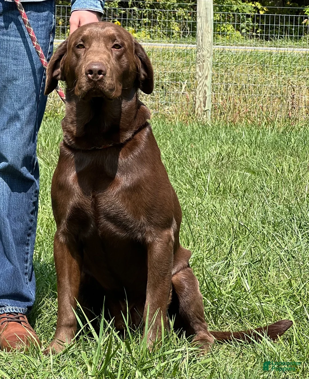 Labrador Retriever dogs for sale: Labrador Retriever 1 - Ad 4