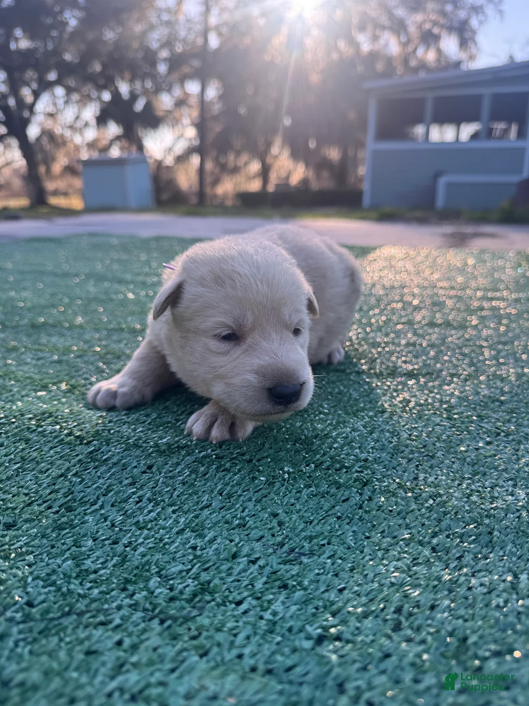 German Shepherd dogs for sale: German Shepherd Dark purple  - Ad 2