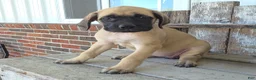 English Mastiff dogs for sale: Alice - Ad 4