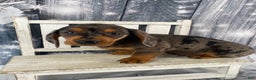 Miniature Dachshund dogs for sale: Joey - Ad 10