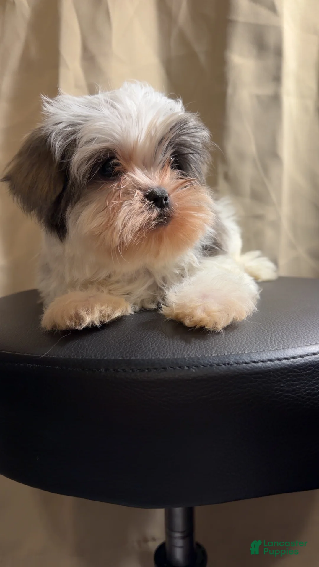 Shih Tzu dogs for sale: Shih Tzu Rico - Ad 1