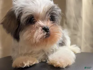 Shih Tzu dogs Shih Tzu Rico - Ad 15
