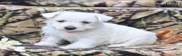 West Highland Terrier dogs for sale: Ashley  - Ad 7