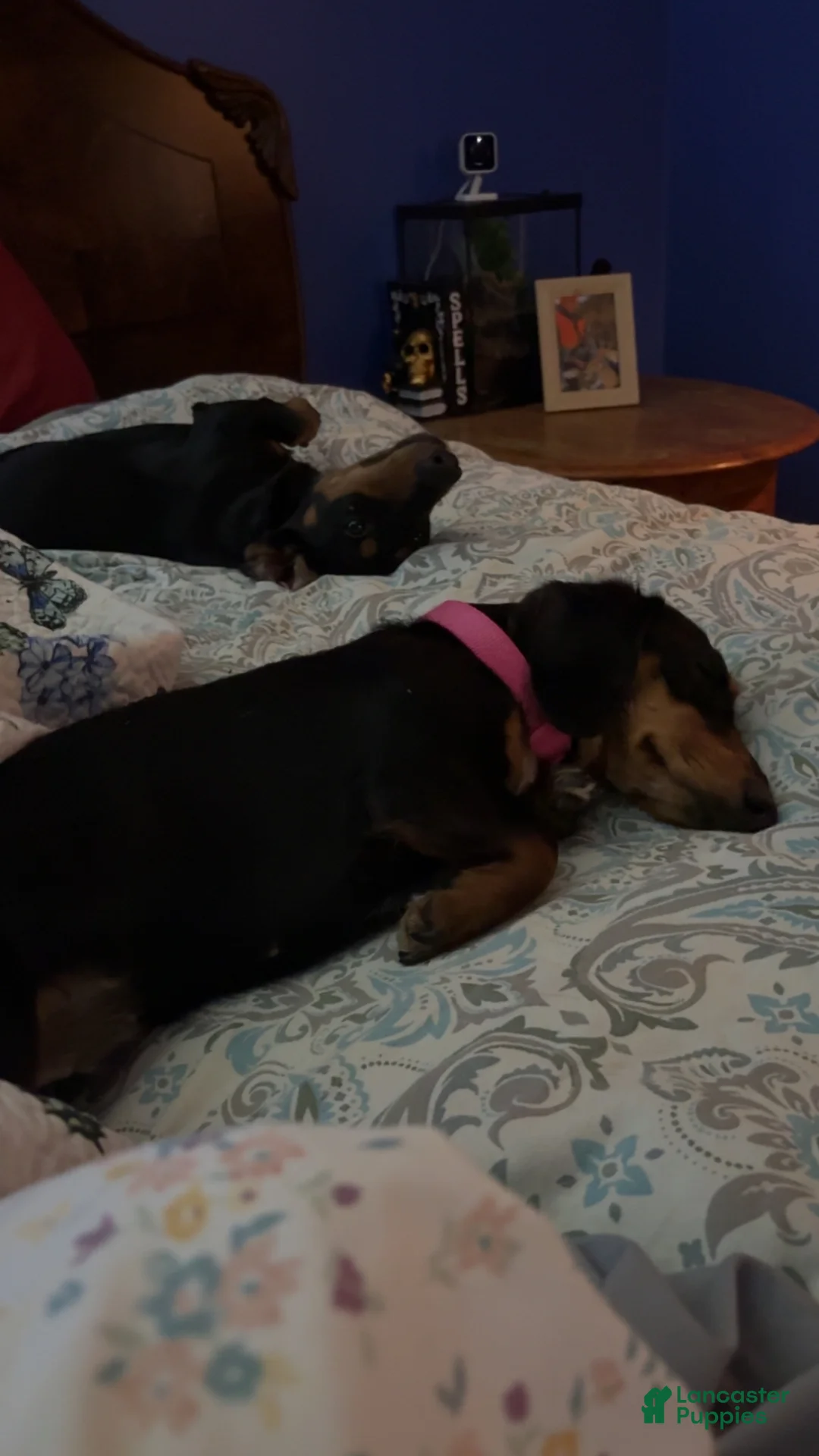 Gallery Image {{count}}