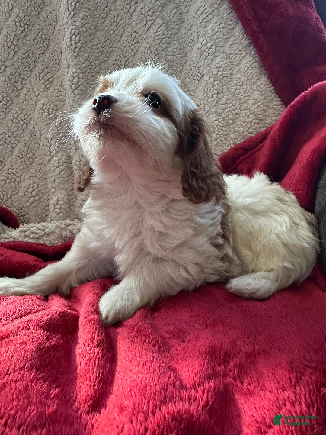 Cavapoo dogs for sale: Georgie - Ad 3