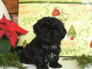 Shih Tzu dogs Gizmo - Ad 25