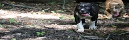 American Bully dogs for sale: Jet - Ad 10