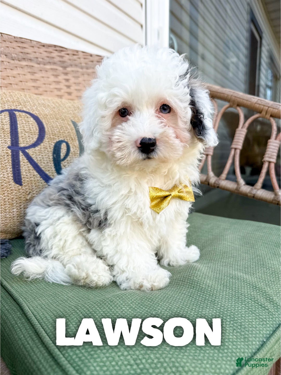 Mixed Breed dogs for sale: Lawson - Ad 1