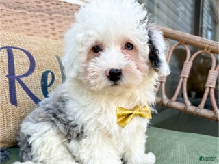 Mixed Breed dogs Lawson - Ad 29