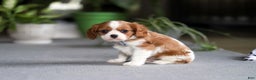Cavalier King Charles Spaniel dogs for sale: Asher - Ad 2