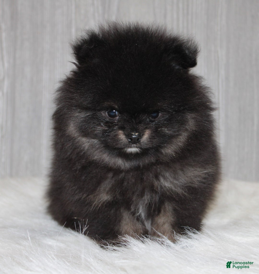Pomeranian dogs for sale: Kason - Ad 6
