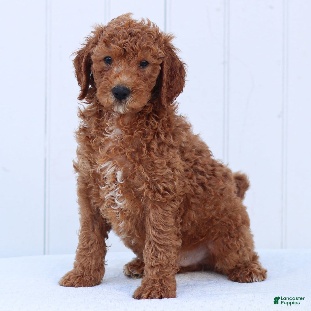 Standard Poodle dogs for sale: Ronnie - Ad 12
