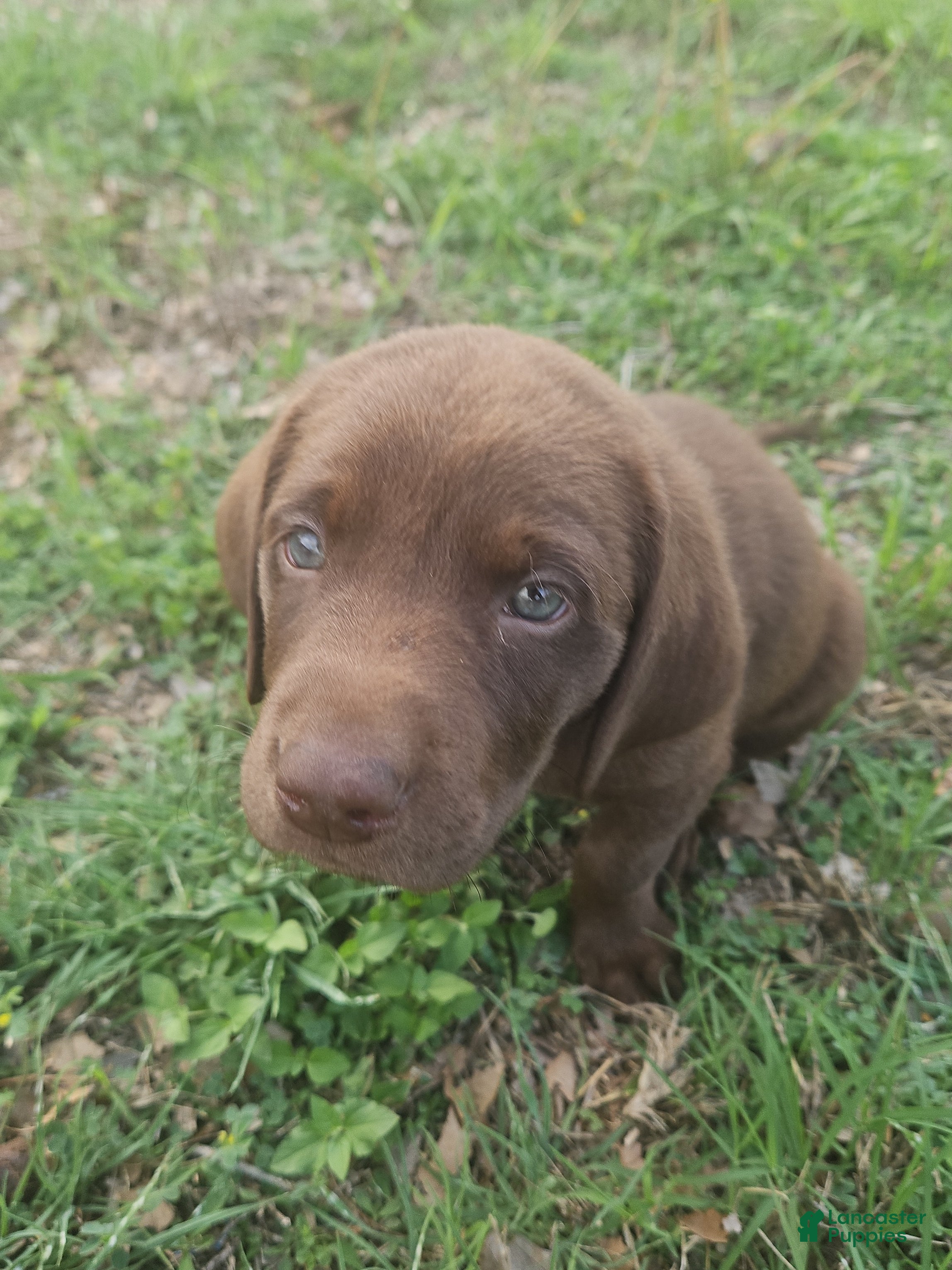 Labrador Retriever dogs Labrador Retriever Puppy 2 - Ad 1