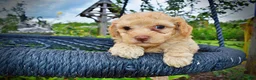 Havapoo dogs for sale: Ajax--SUMMER SALE!! $100 off listed price!!  - Ad 3