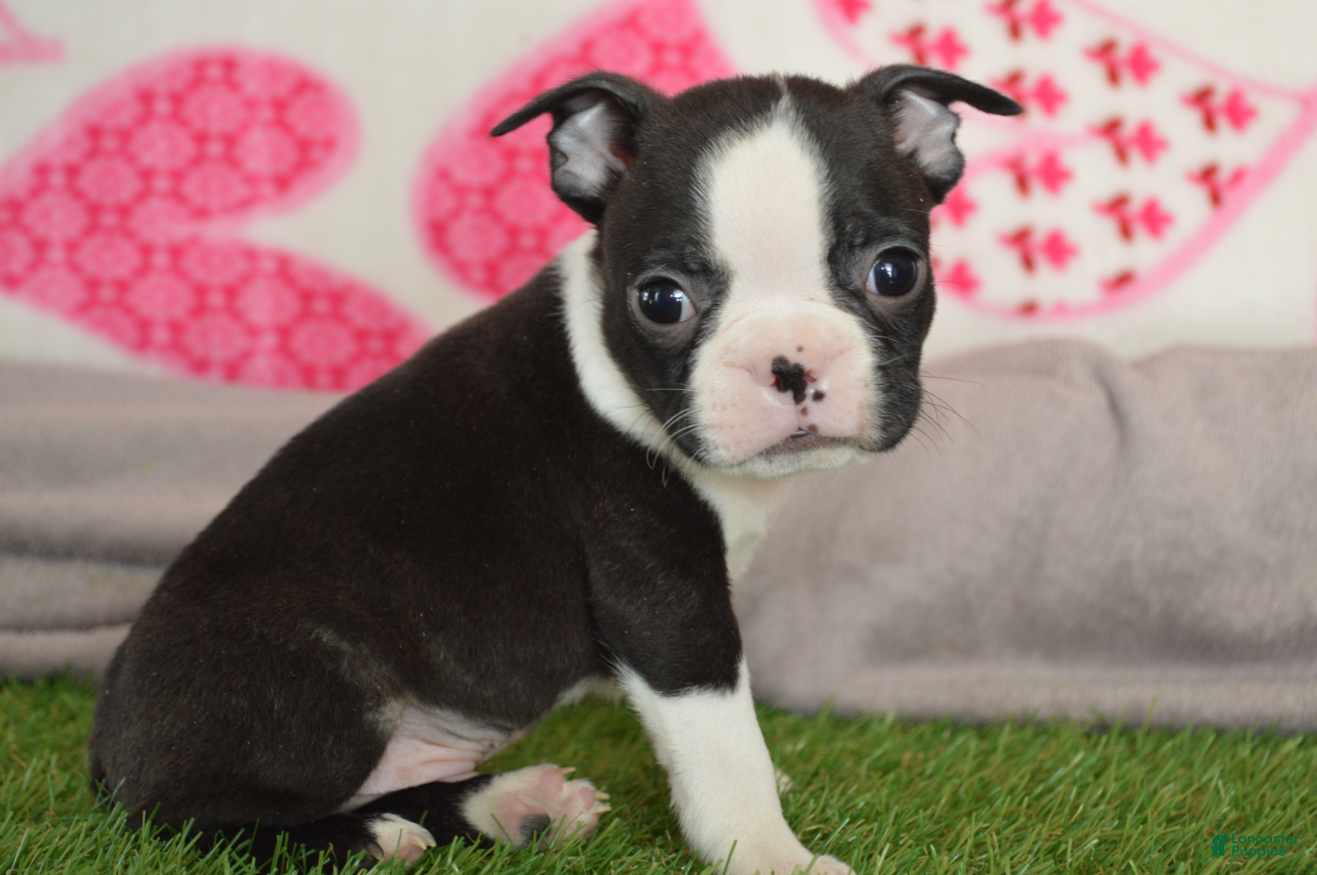 Boston Terrier dogs for sale: Robby - Ad 4