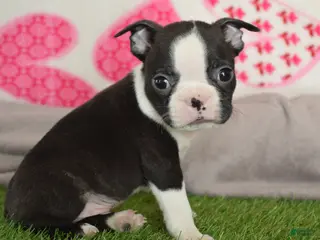 Boston Terrier dogs for sale: Robby - Ad 4