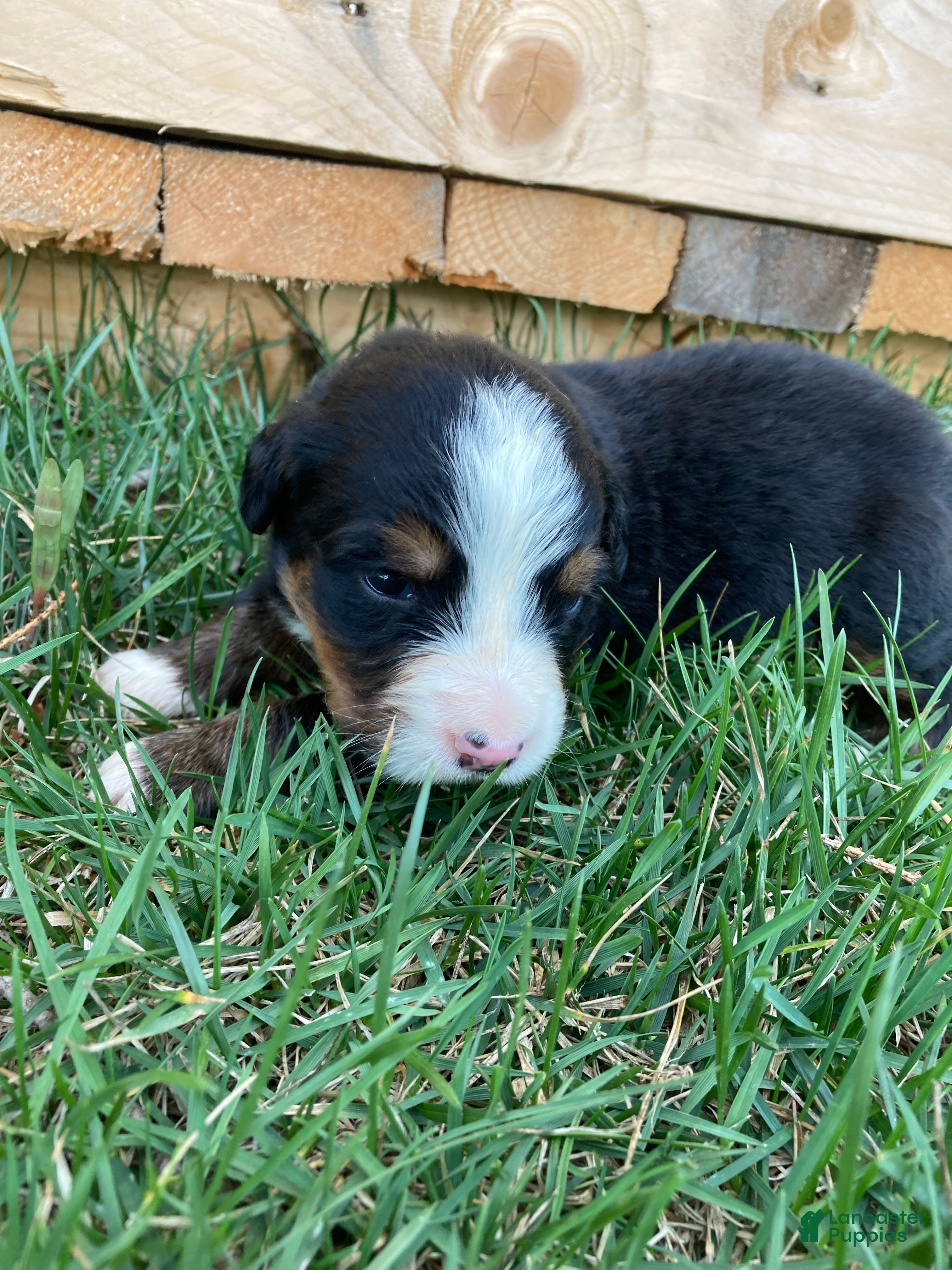 Bernese Mountain Dog dogs Silky  - Ad 2