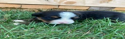 Bernese Mountain Dog dogs for sale: Silky  - Ad 10