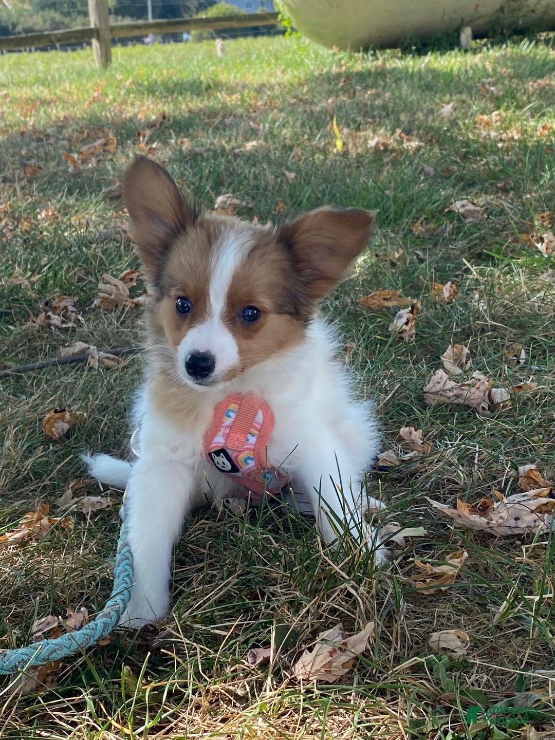 Papillon dogs for sale: Ricky - Ad 5