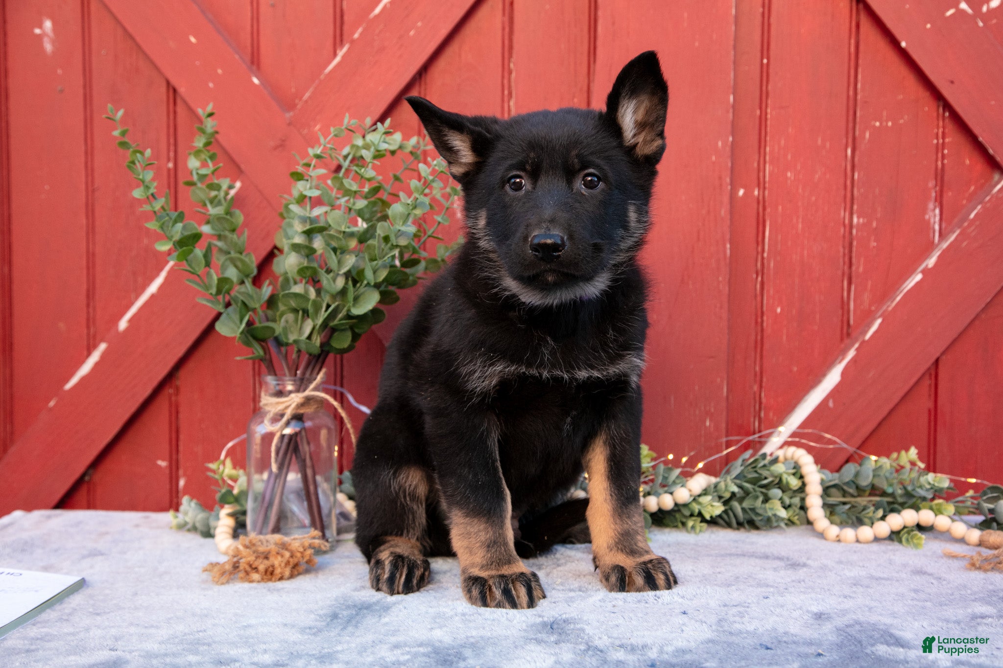 German Shepherd dogs Atlas - Ad 2