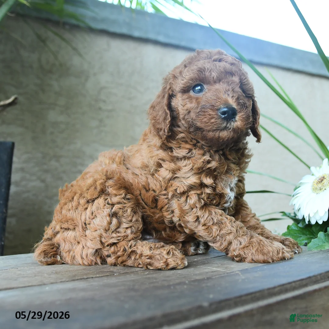 Miniature Poodle dogs for sale: Galileo - Ad 3