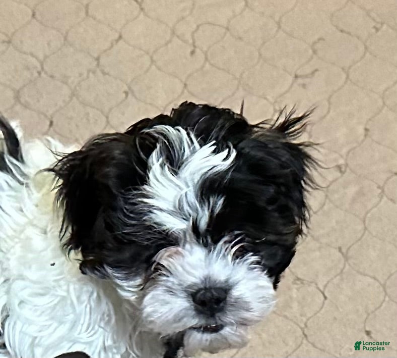 Shihpoo dogs Shihpoo Puppy 1 - Ad 8