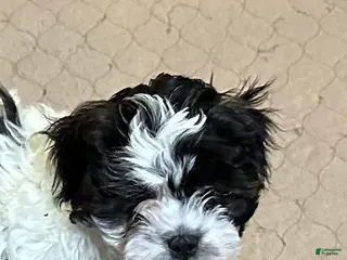 Shihpoo dogs Shihpoo Puppy 1 - Ad 2