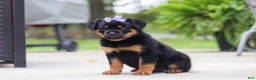 Rottweiler dogs for sale: Willow - Ad 4