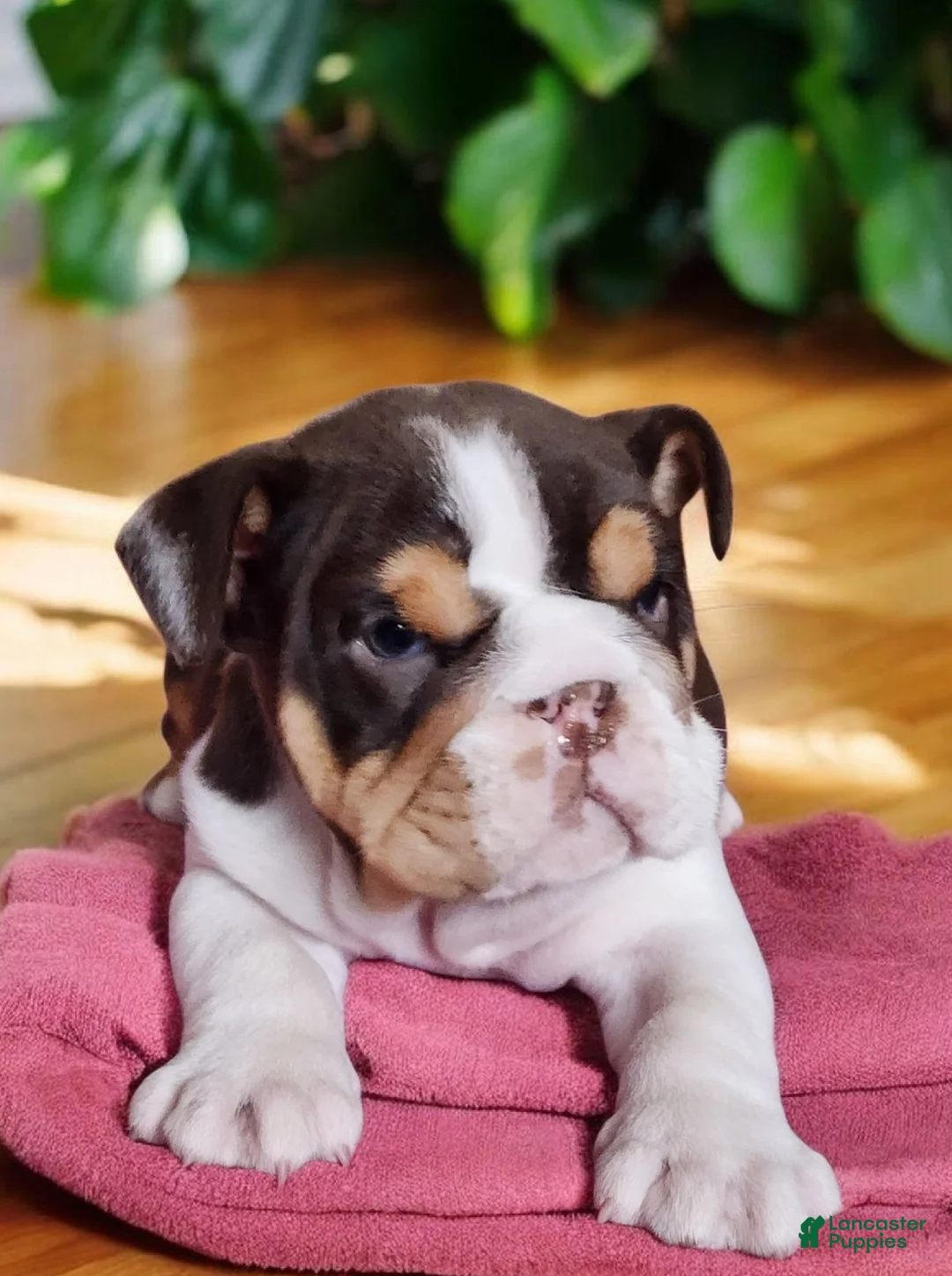 English Bulldog dogs for sale: Health clear Snickers  - Ad 20