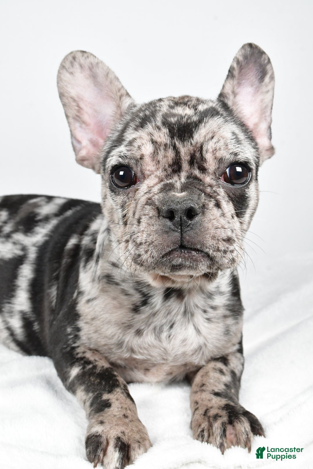 French Bulldog dogs for sale: Sandy - Ad 4