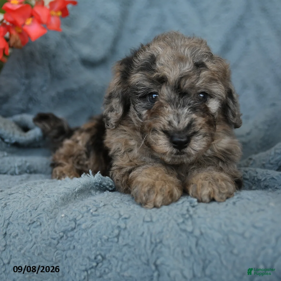 Miniature Poodle dogs for sale: Kyle - Ad 2