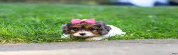 Cavapoo dogs for sale: Everest - Ad 5
